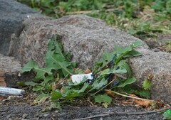 Taraxacum officinale