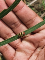 Kuschelina tenuilineata