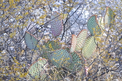 Opuntia rufida