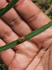 Kuschelina tenuilineata