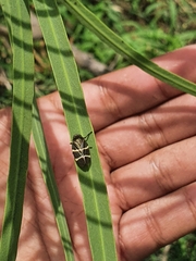 Aeneolamia albofasciata