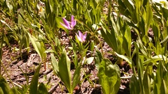 Primula jeffreyi
