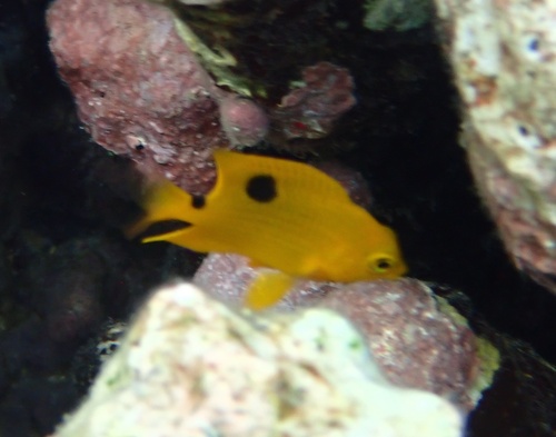 Threespot Damselfish