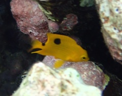 Threespot Damselfish photo 3