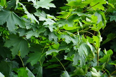 Acer platanoides