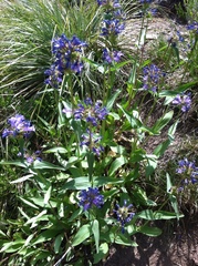 Penstemon attenuatus