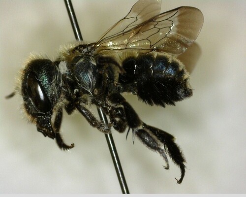 iNaturalist observation photo of Mason Bees