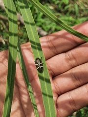 Aeneolamia albofasciata