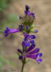 Penstemon attenuatus