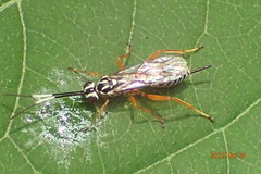 Lymeon orbus