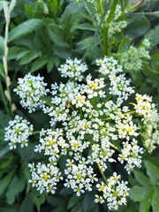 Chaerophyllum aromaticum