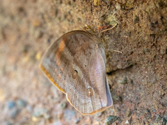 Discophora celinde celinde