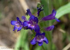Penstemon attenuatus