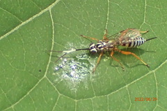 Lymeon orbus