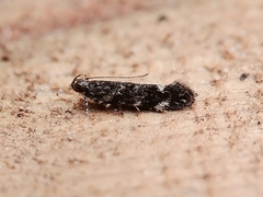 Glauce pectenalaeella