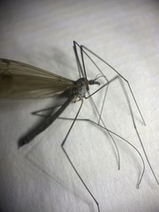 Tipula pruinosa