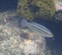 Scarus iseri