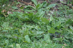 Taraxacum officinale