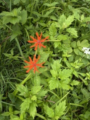 Silene fulgens
