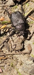 Osmoderma scabra
