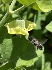 Colletes latitarsis