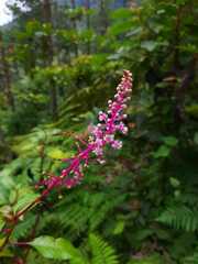 Phytolacca rivinoides
