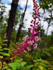 Phytolacca rivinoides