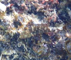 Sparisoma viride