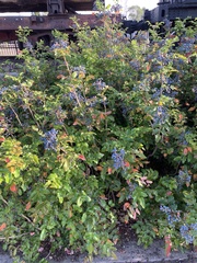 Berberis aquifolium