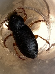 Harpalus rufipes
