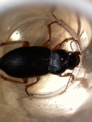 Harpalus rufipes