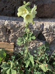 Alcea rosea