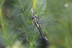 Gomphus
