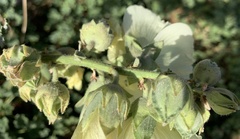 Alcea rosea