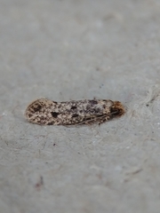 Niditinea orleansella