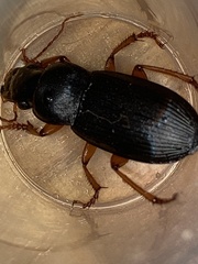 Harpalus rufipes