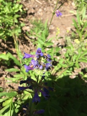 Penstemon