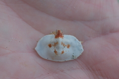 Cryptolithodes typicus
