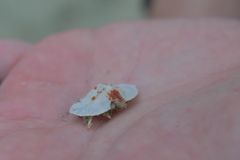 Cryptolithodes typicus