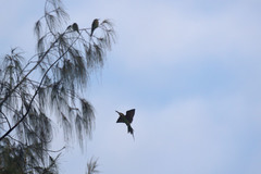 Merops superciliosus