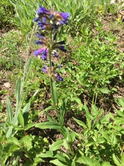 Penstemon