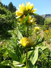 Gentiana burseri
