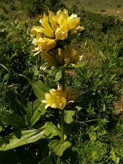 Gentiana burseri