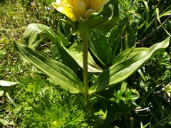 Gentiana burseri