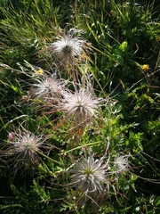 Pulsatilla