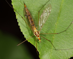 Nephrotoma virescens