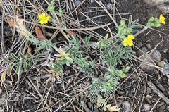 Potentilla crinita