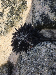 Echinometra oblonga