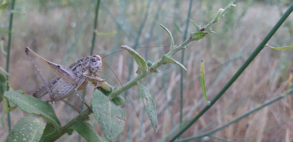 Roman Bush-cricket