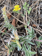 Potentilla crinita